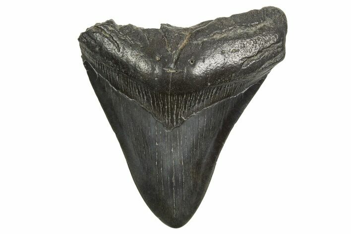 Fossil Megalodon Tooth - South Carolina #340166